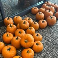 Pumpkins ready for carving